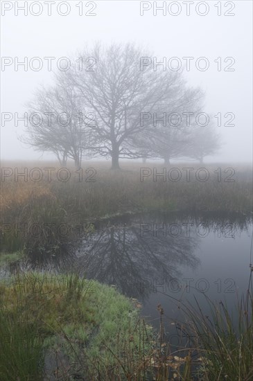 Fog in the Dutch bog of Bargerveen Nature Reserve