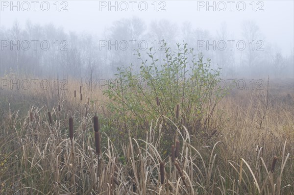 Fog in the Dutch bog of Bargerveen Nature Reserve