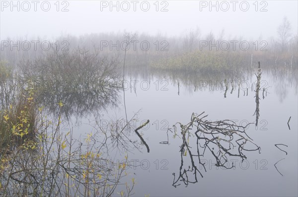 Fog in the Dutch bog of Bargerveen Nature Reserve