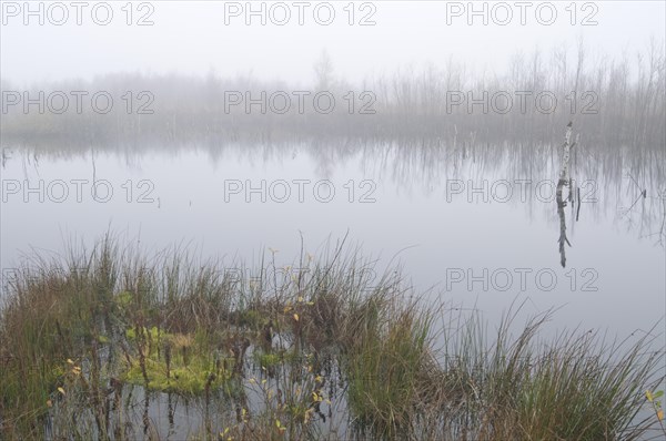 Fog in the Dutch bog of Bargerveen Nature Reserve