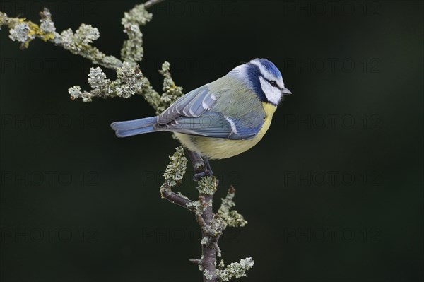 Blue Tit (Cyanistes caeruleus