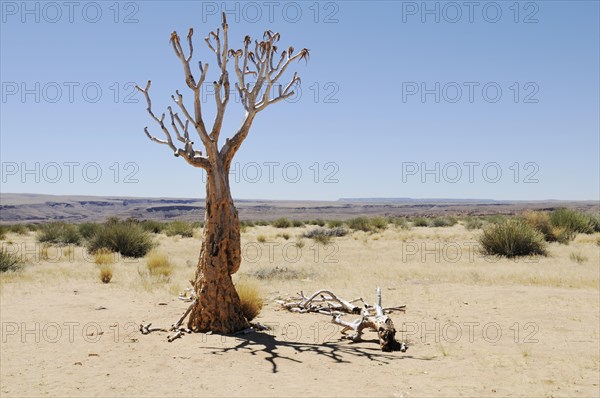 Dead quiver tree or Kokerboom (Aloe dichotoma)