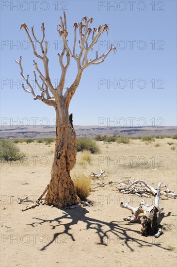 Dead quiver tree or Kokerboom (Aloe dichotoma)