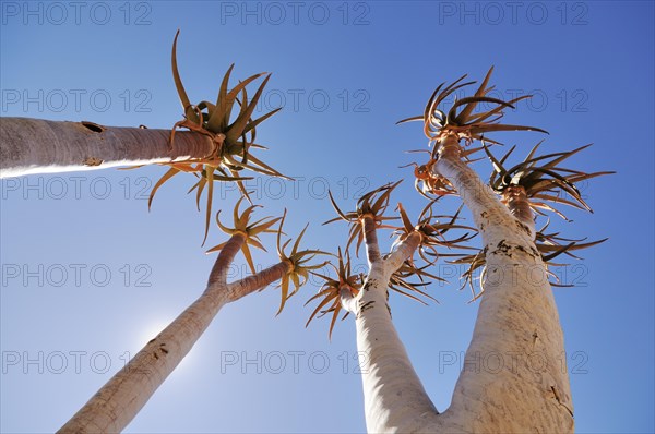 Young quiver tree or Kokerboom (Aloe dichotoma) against a blue sky