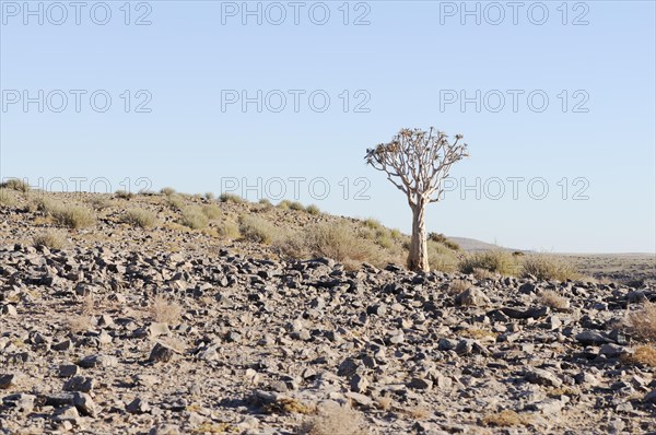 Quiver tree or Kokerboom (Aloe dichotoma)