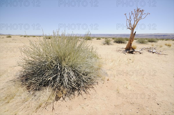 Dead quiver tree or Kokerboom (Aloe dichotoma)