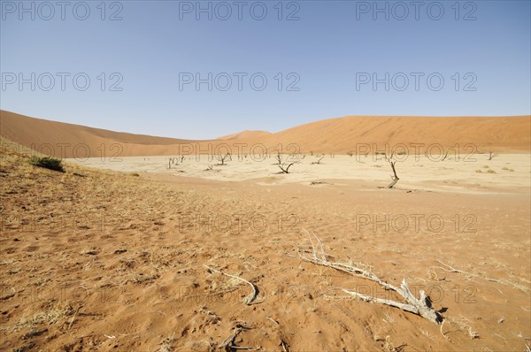 Dead trees in a parched clay pan in front of red dunes