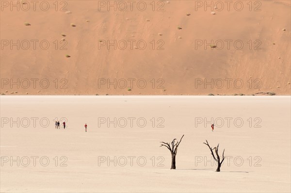 Dead trees on a parched clay pan in front of red dunes