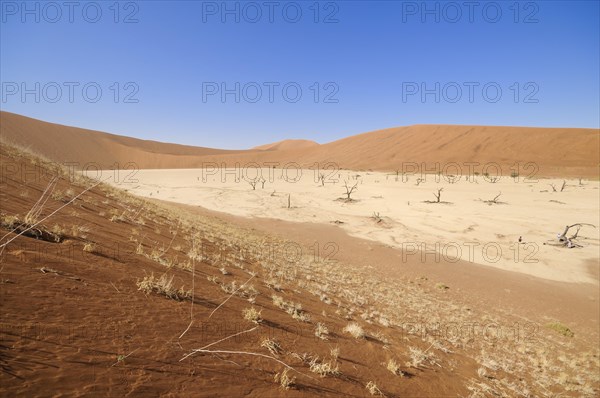 Dead trees on a parched clay pan surrounded by red dunes