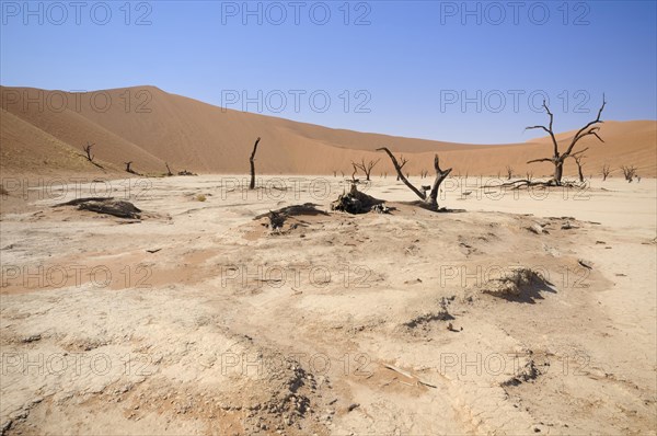 Dead trees on a parched clay pan in front of red dunes