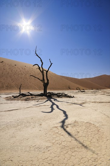 Dead trees on the parched clay pan in front of red dunes