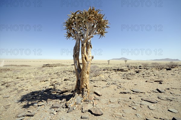 Quiver Tree or Kokerboom (Aloe dichotoma) near Kuiseb Canyon