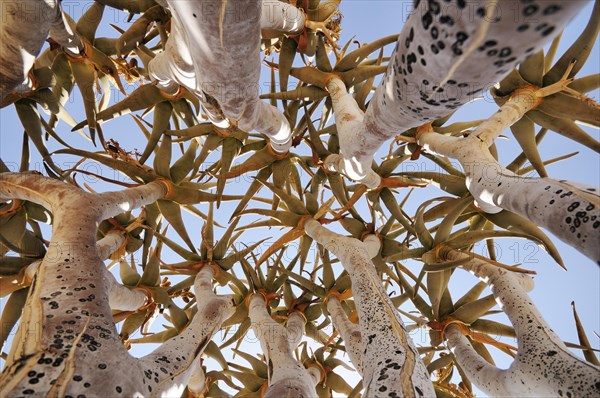 Looking up into the crown of a Quiver Tree or Kokerboom (Aloe dichotoma) near Kuiseb Canyon