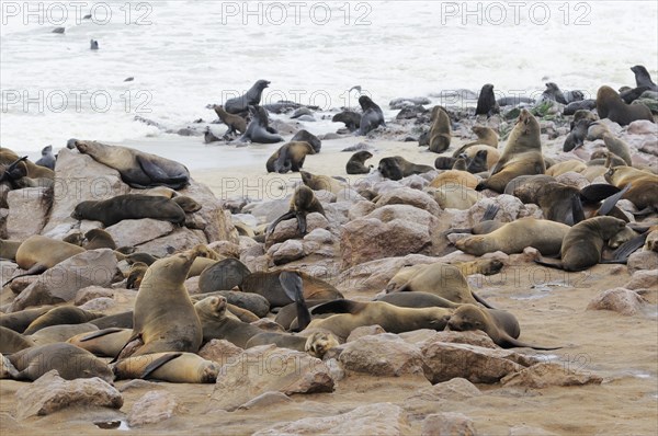 Breeding colony of South African Fur Seals or Cape Fur Seals (Arctocephalus pusillus)