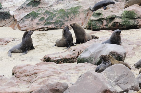 South African Fur Seals or Cape Fur Seals (Arctocephalus pusillus)