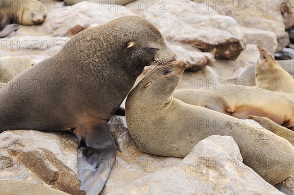 South African Fur Seals or Cape Fur Seals (Arctocephalus pusillus)