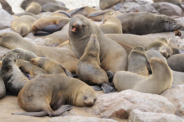 South African Fur Seals or Cape Fur Seals (Arctocephalus pusillus)