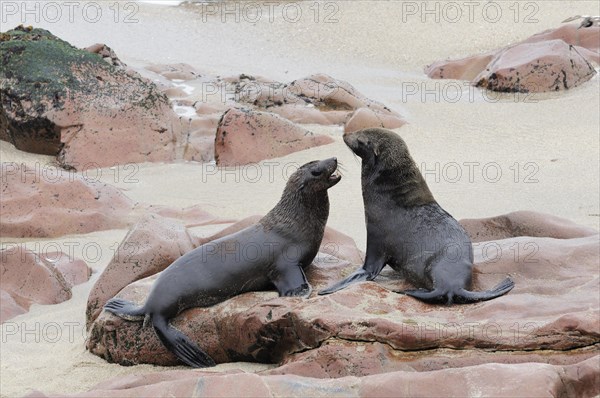 South African Fur Seals or Cape Fur Seals (Arctocephalus pusillus)