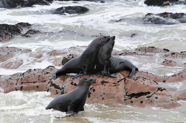 South African Fur Seals or Cape Fur Seals (Arctocephalus pusillus)