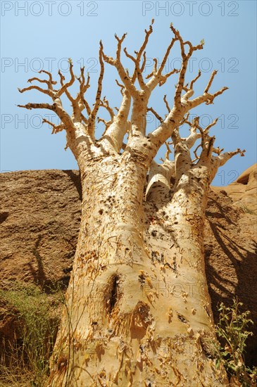 Butter Tree Or Cobas Tree (Cyphostemma curroii)