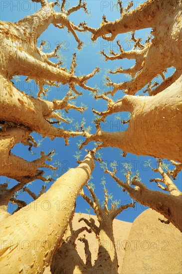 Butter Trees or Cobas Trees (Cyphostemma curroii)