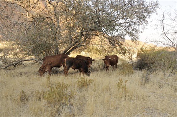 Grazing cattle