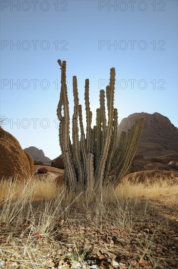 Savannah landscape with a Cactus (Cactaceae)