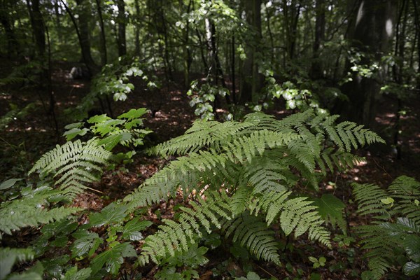 Forest with Ferns (Polypodiopsida) near Jagdschloss Granitz hunting lodge