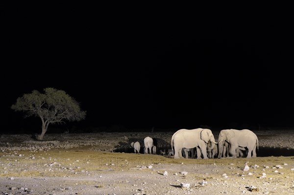 African elephants (Loxodonta africana)