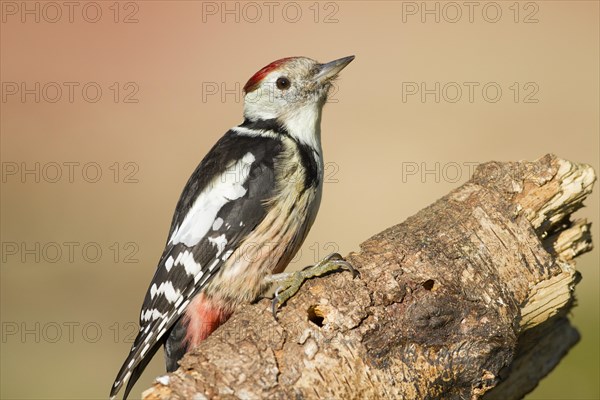 Middle Spotted Woodpecker (Dendrocopos medius)