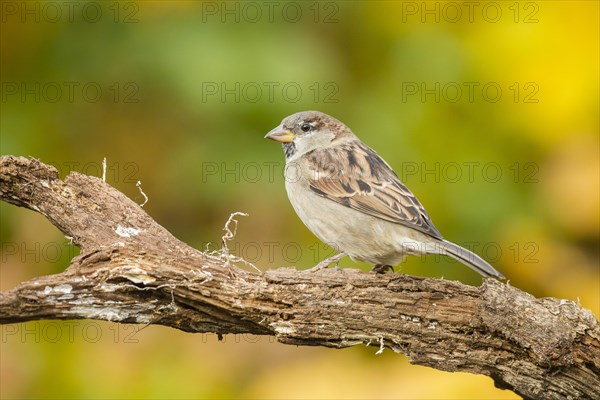 House Sparrow (Passer domesticus)