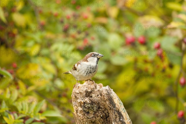 House Sparrow (Passer domesticus)