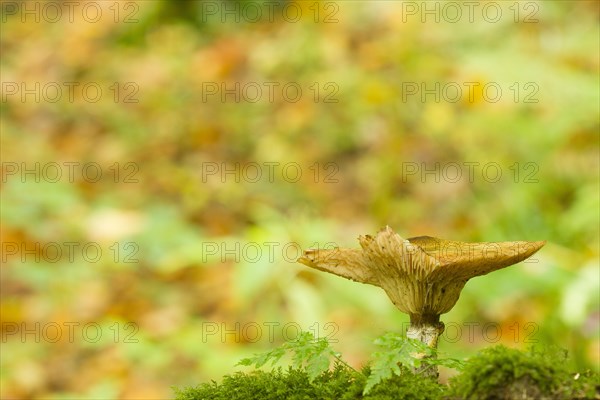 Yellow Honey Fungus (Armillaria mellea)