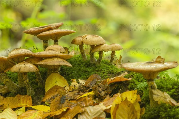 Yellow Honey Fungus (Armillaria mellea)