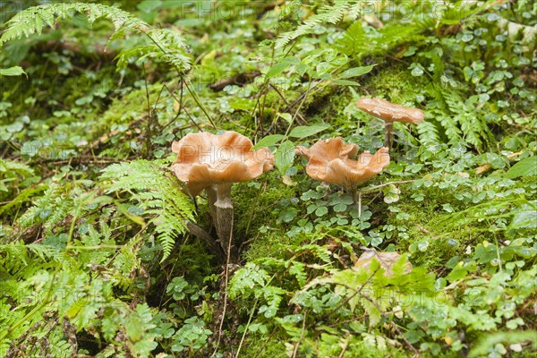 Autumn Skullcap or Deadly Galerina (Galerina marginata)