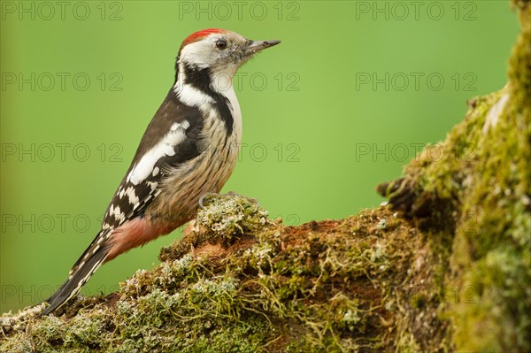 Middle Spotted Woodpecker (Dendrocopos medius)