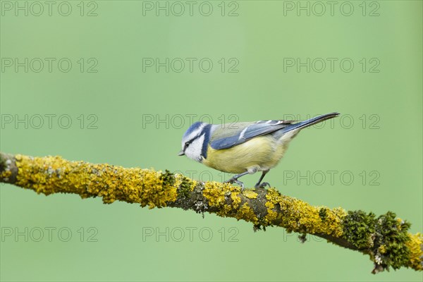 Blue Tit (Parus caeruleus)