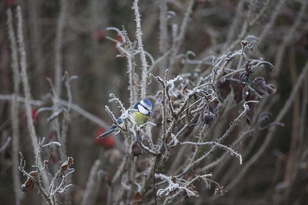 Blue Tit (Parus caeruleus)