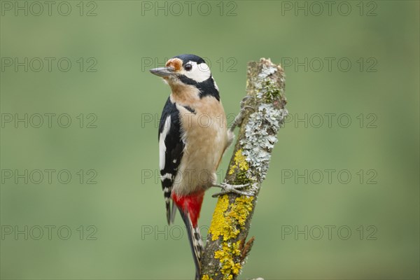 Great Spotted Woodpecker (Dendrocopos major)