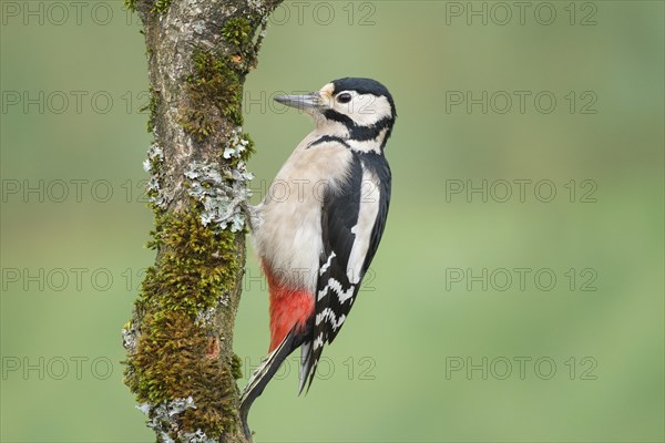 Great Spotted Woodpecker (Dendrocopos major)