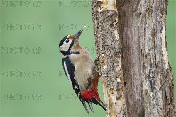 Great Spotted Woodpecker (Dendrocopos major)