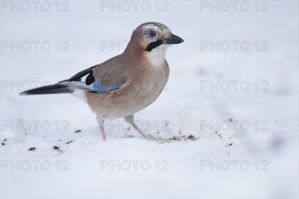 Eurasian Jay (Garrulus glandarius)