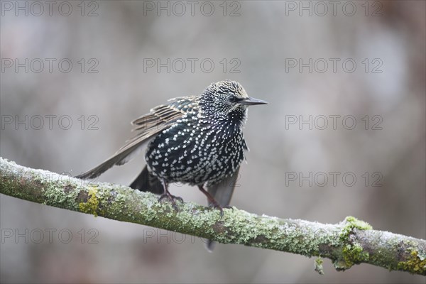 Common Starling (Sturnus vulgaris)