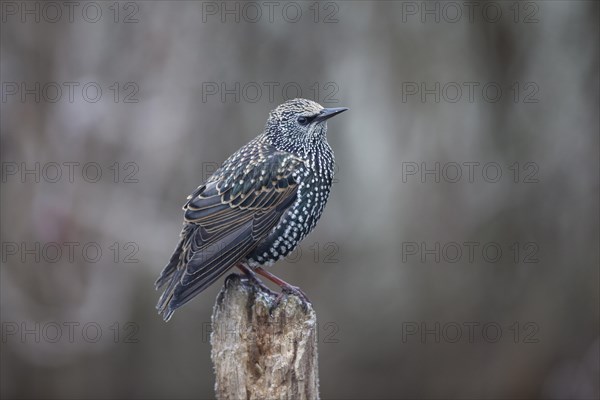 Common Starling (Sturnus vulgaris)