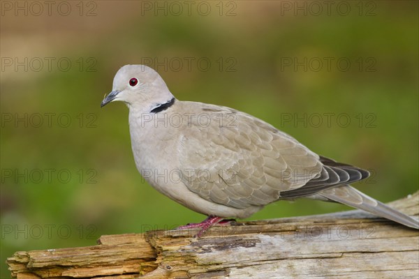 Eurasian Collared Dove (Streptopelia decaocto)