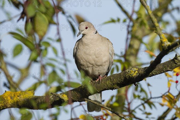 Eurasian Collared Dove (Streptopelia decaocto)