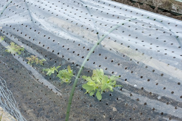 Lettuce (Lactuca sativa)