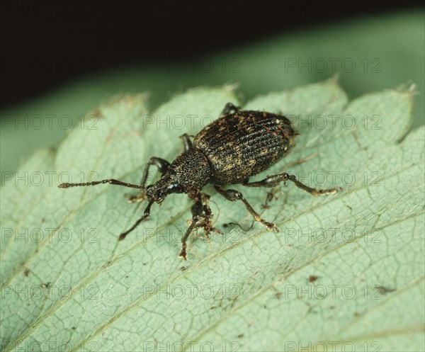 Vine Weevil (Otiorhynchus sulcatus) on Strawberry (Fragaria x ananassa) leaf