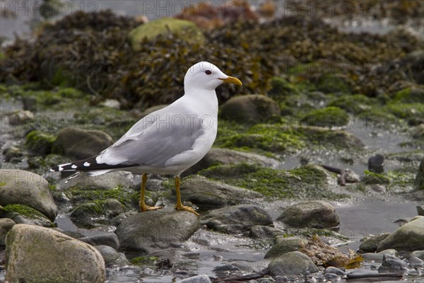 Common Gull (Larus canus) on sea shore