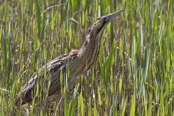 Eurasian Bittern or Great Bittern (Botaurus stellaris) in young reed